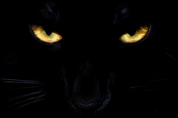 Panther Tales by Celia Roman